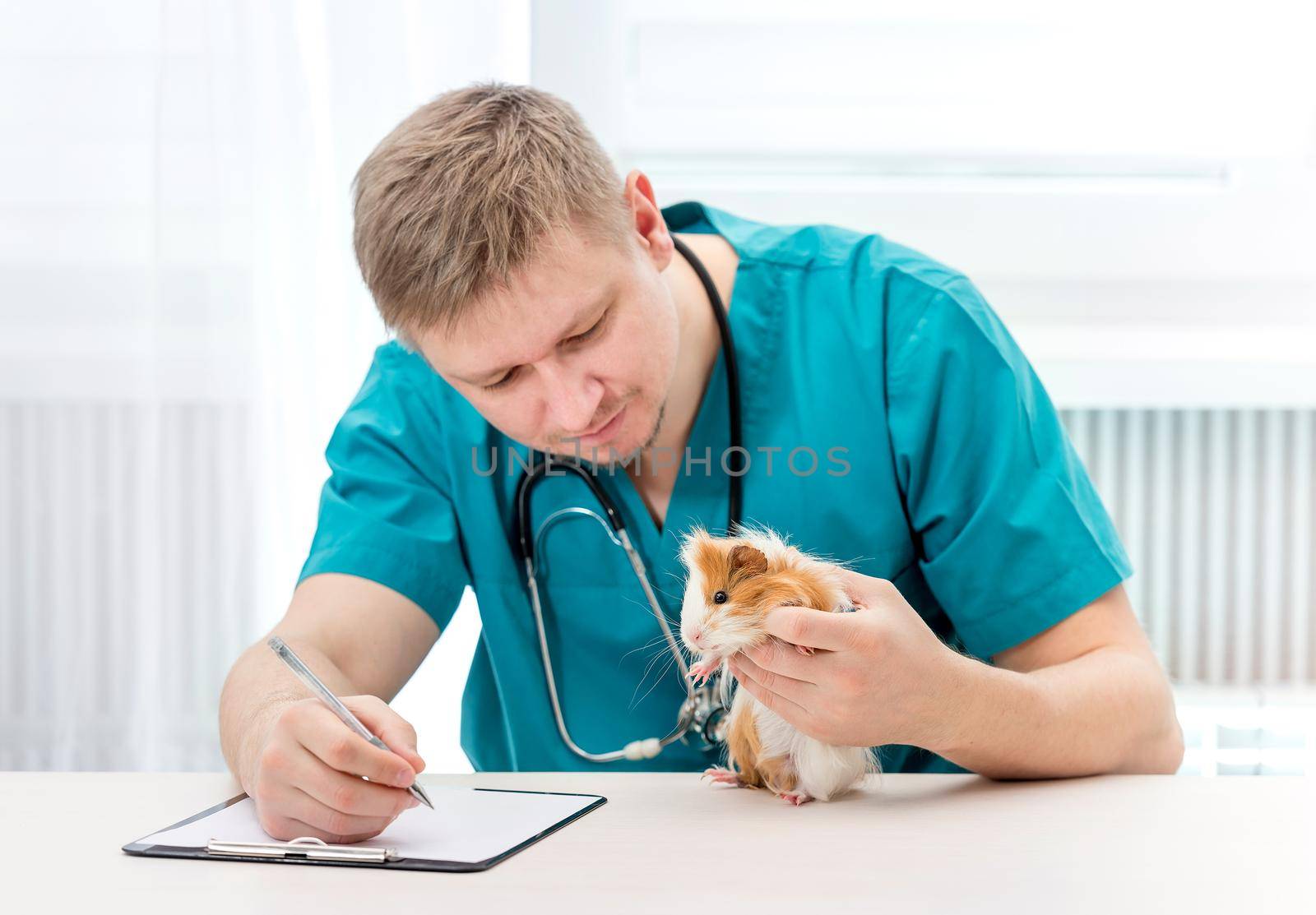 Veterinary medicine doctor sitting at table in veterinary clinic and examining guinea pig. Male veterinarian making notes of pet health or diagnosis in notepad