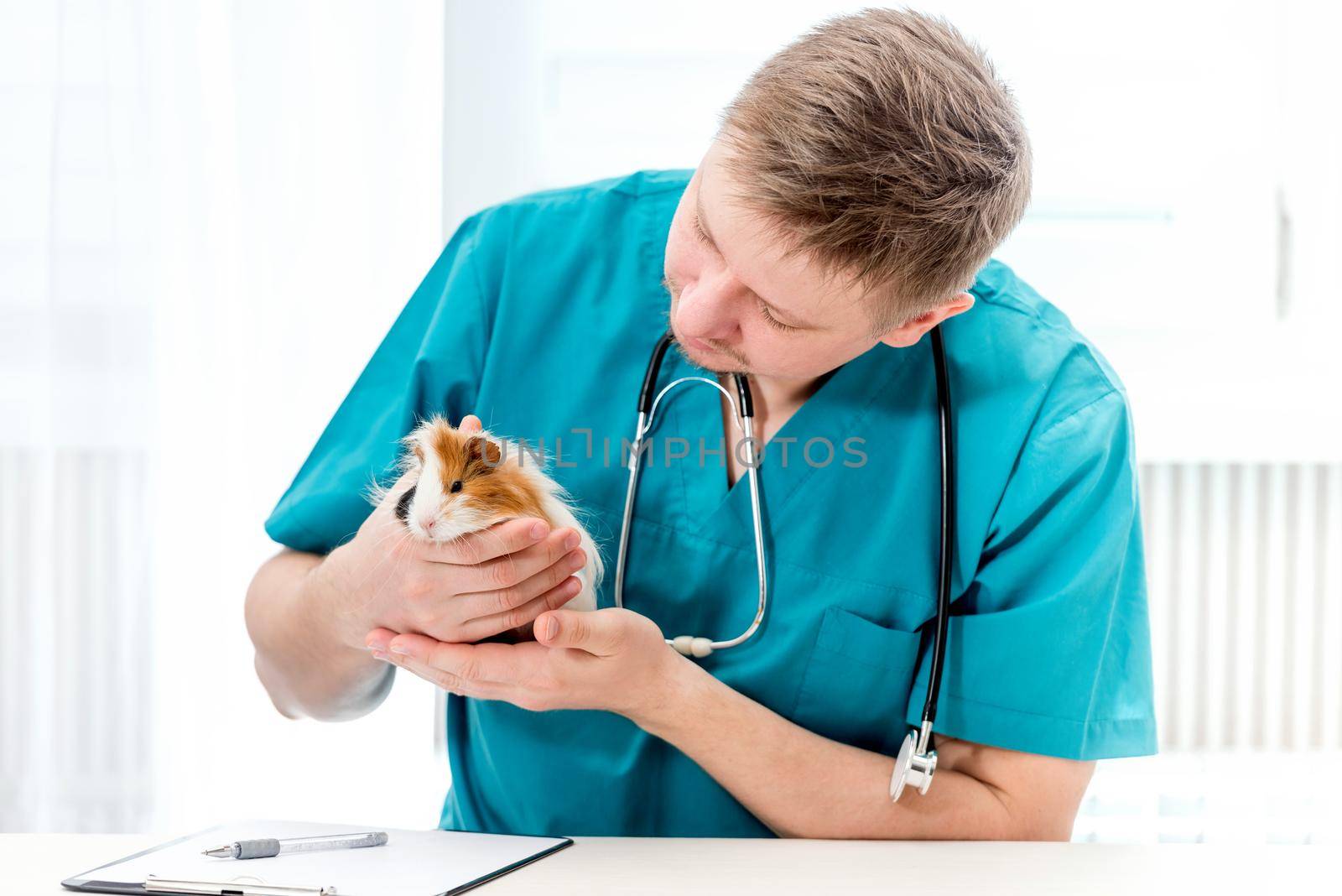 Male veterinarian pet doctor examining guinea pig at vet office. Pet doctor in blue uniform holding small guinea pig and looking at it