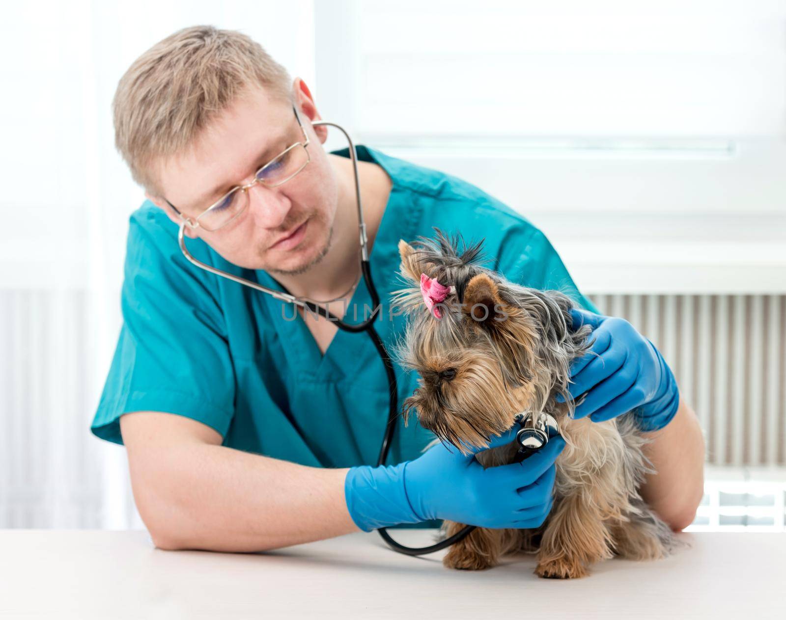 Male veterinarian in blue uniform examining little Yorkshire Terrier dog with stethoscope. Pet doctor with stethoscope checking up dog at clinic