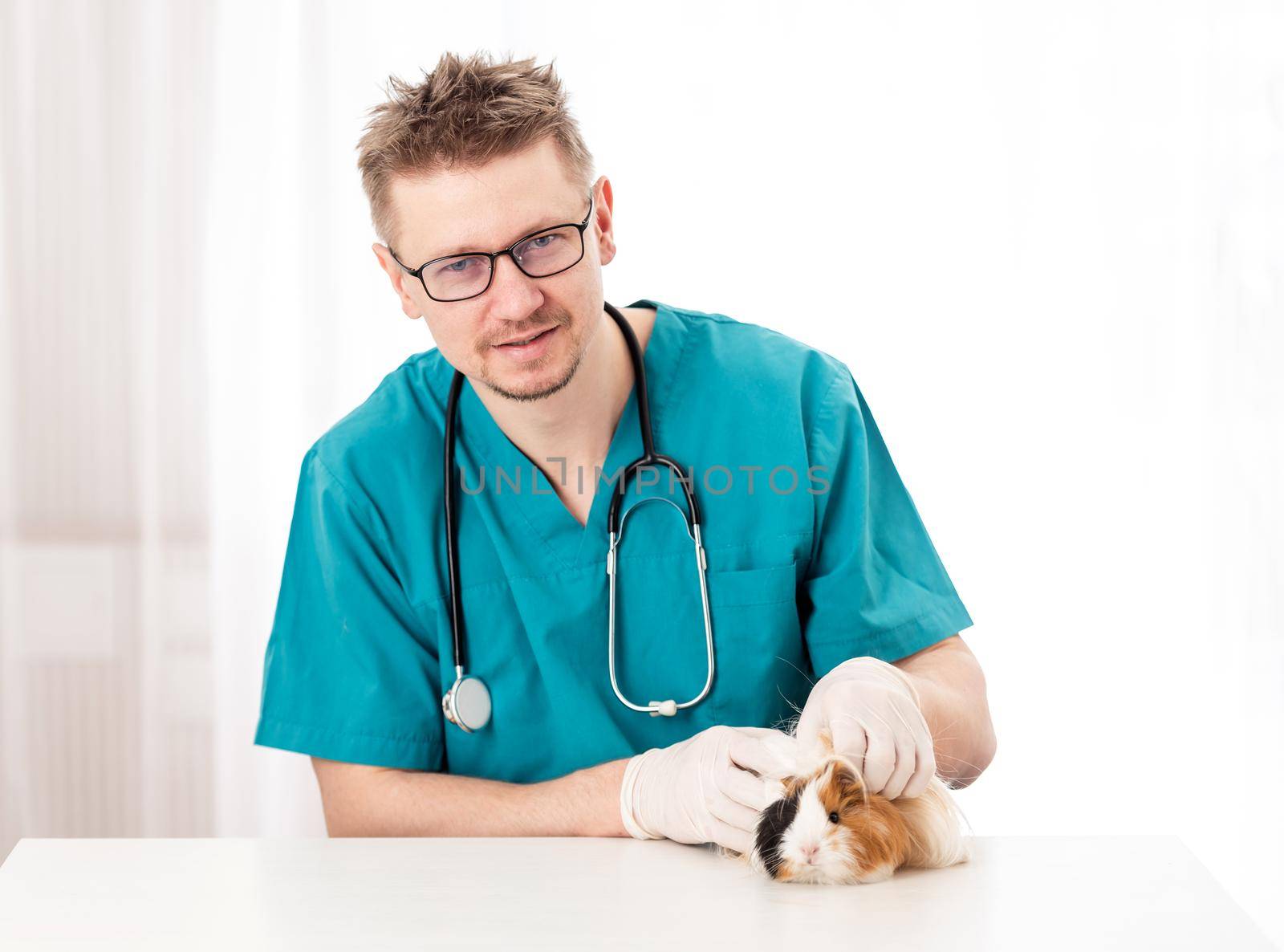 Qualified veterinary examining little furry guinea pig, on white background