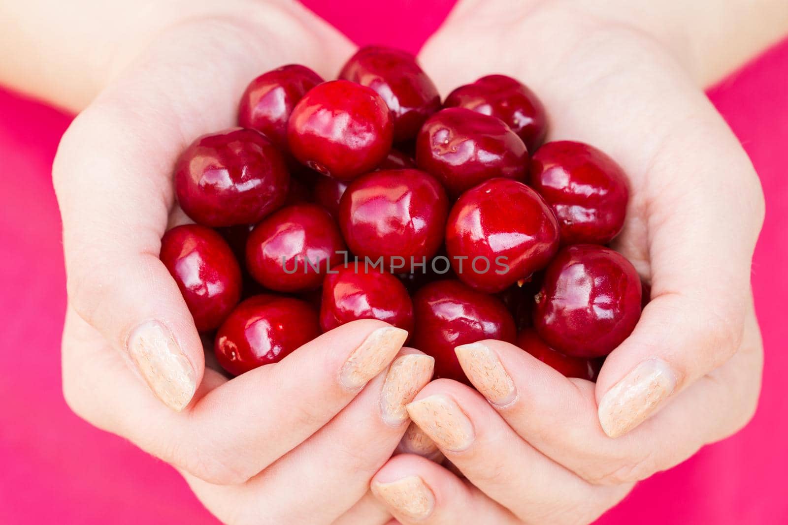 Female hands are holding fresh red cherries on pink background