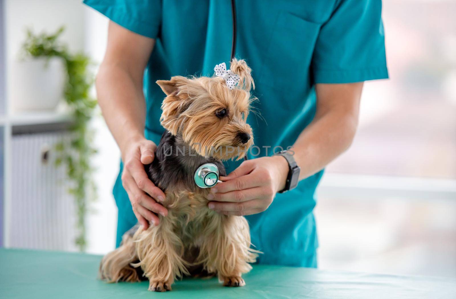 Doctor listening yorkshire terrier with stethoscope during appointment in veterinary clinic