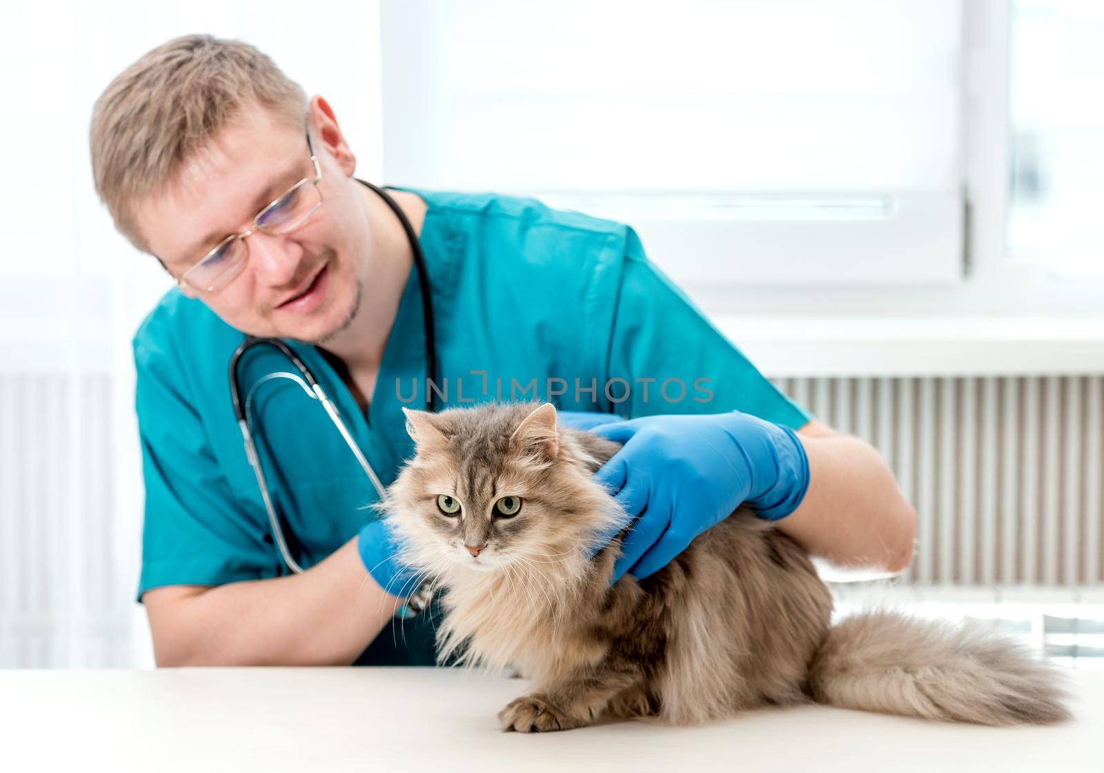 Veterinarian making regular check up of a cat at veterinary office by tan4ikk1