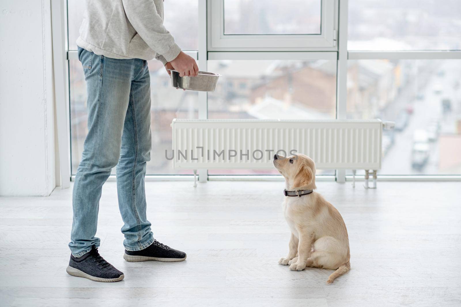 Lovely retriever dog awaiting feeding from man at home