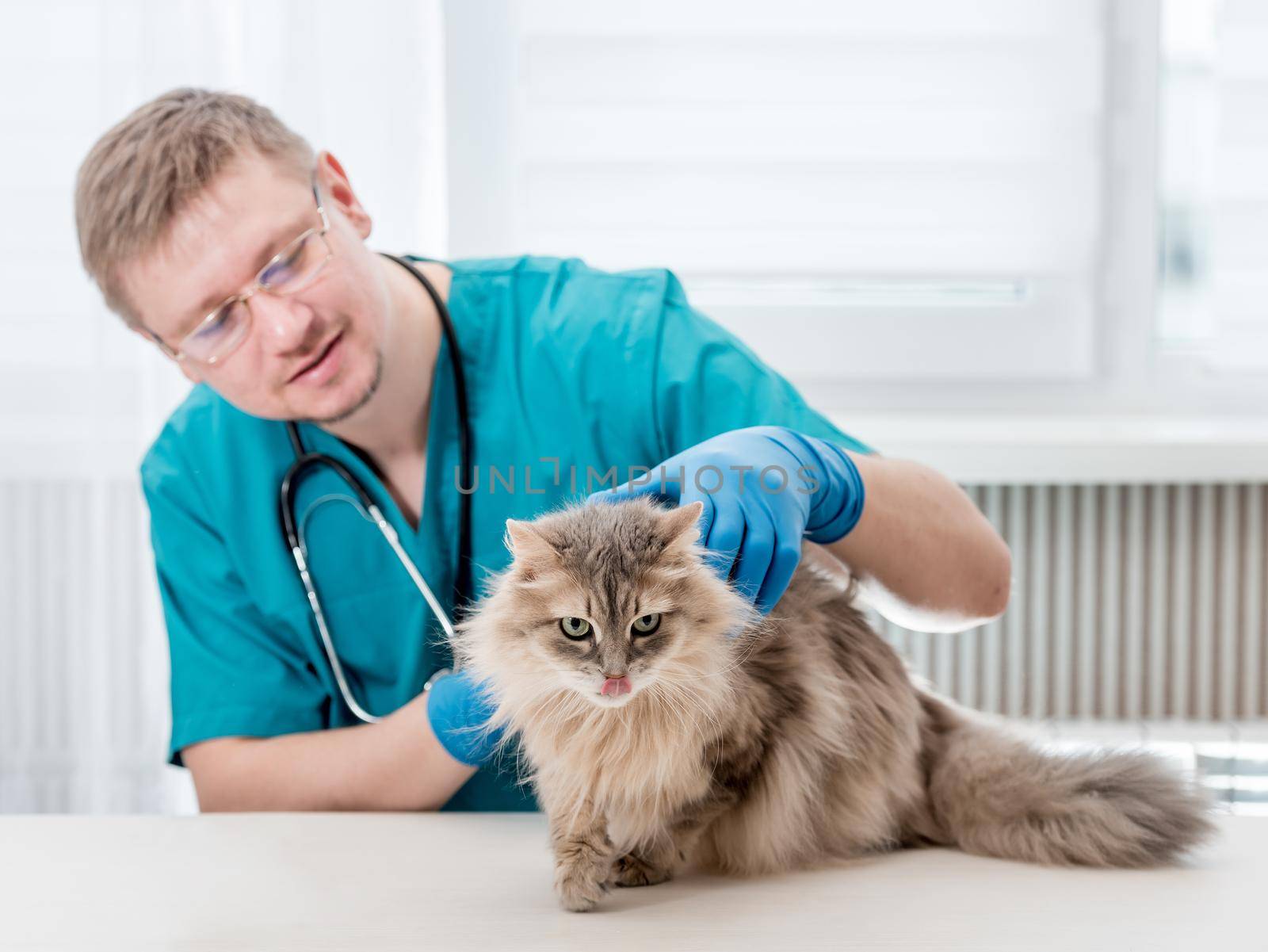 Veterinarian making regular check up of a cat at veterinary office by tan4ikk1