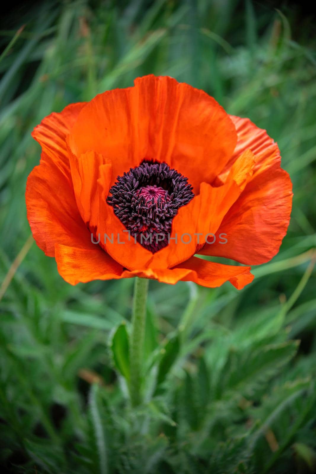 Closeup shot of a large orange poppy in full bloom, single flower on leaf background