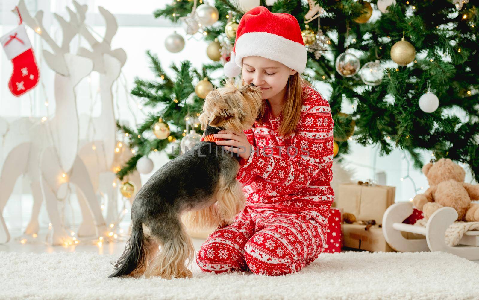 Child girl playing with dog near Christmas tree and smiling. Kid wearing Santa hat celebrating New Year with doggy pet terrier