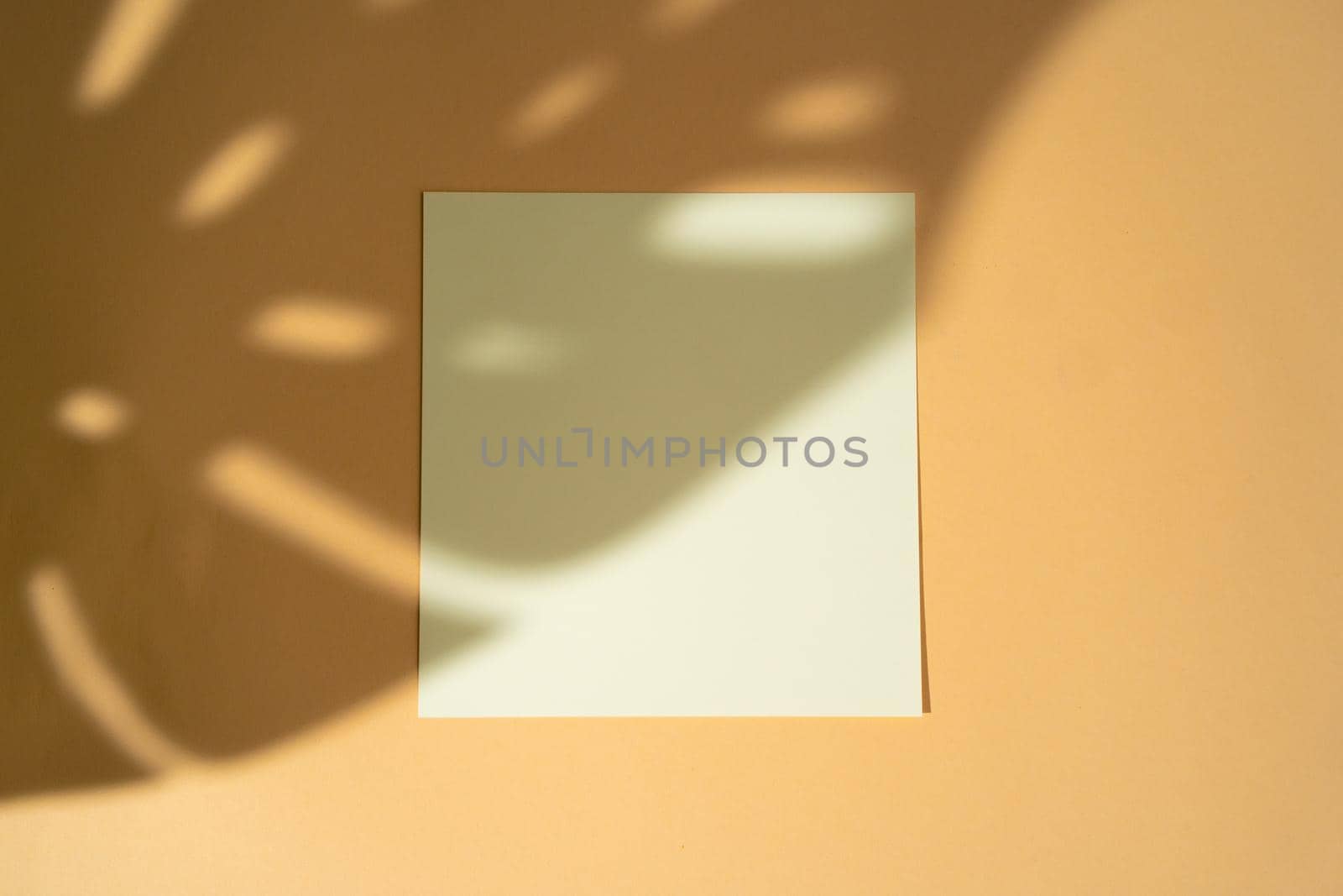 Creative photo with floral shadow of white businesscard on beige background, copy space