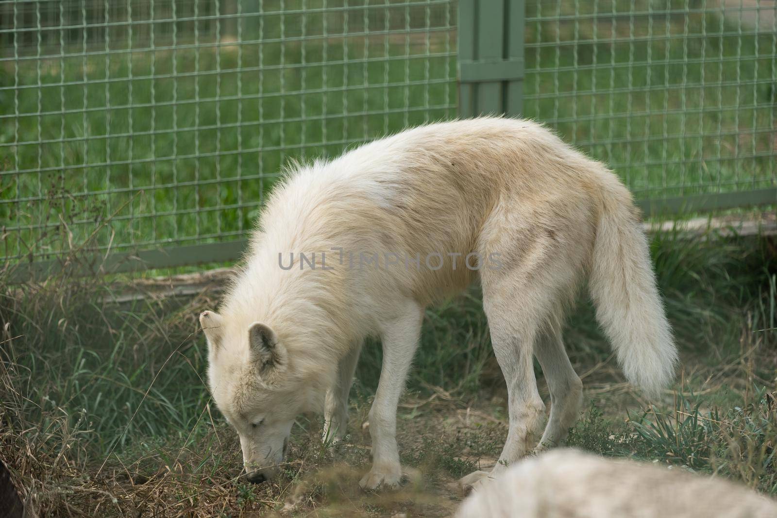 Arctic white wolf at the zoo