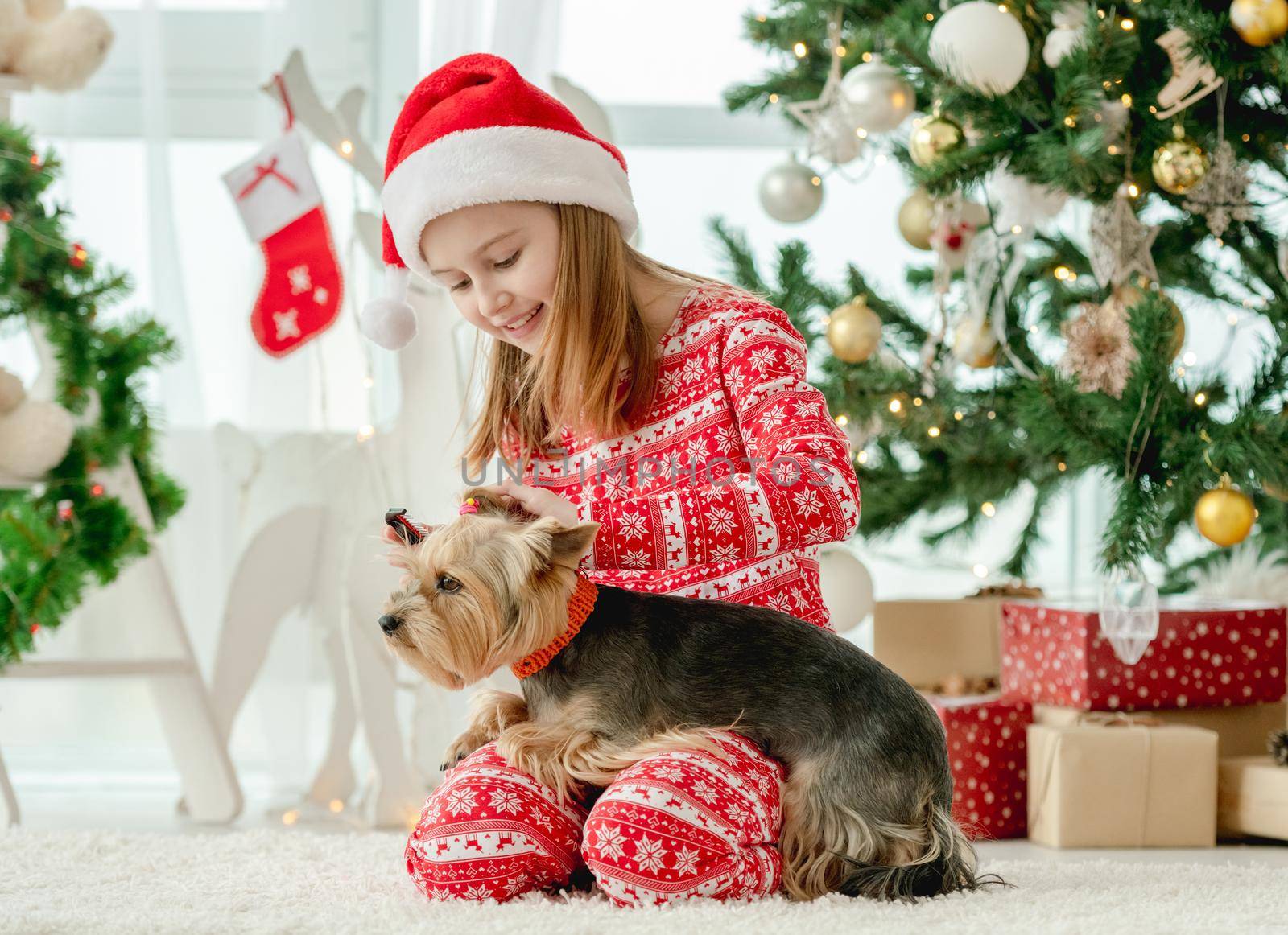 Child girl combing the hair dog sitting on floor with Christmas tree on background. Kid and pet doggy enjoying New Year time and decoration at home