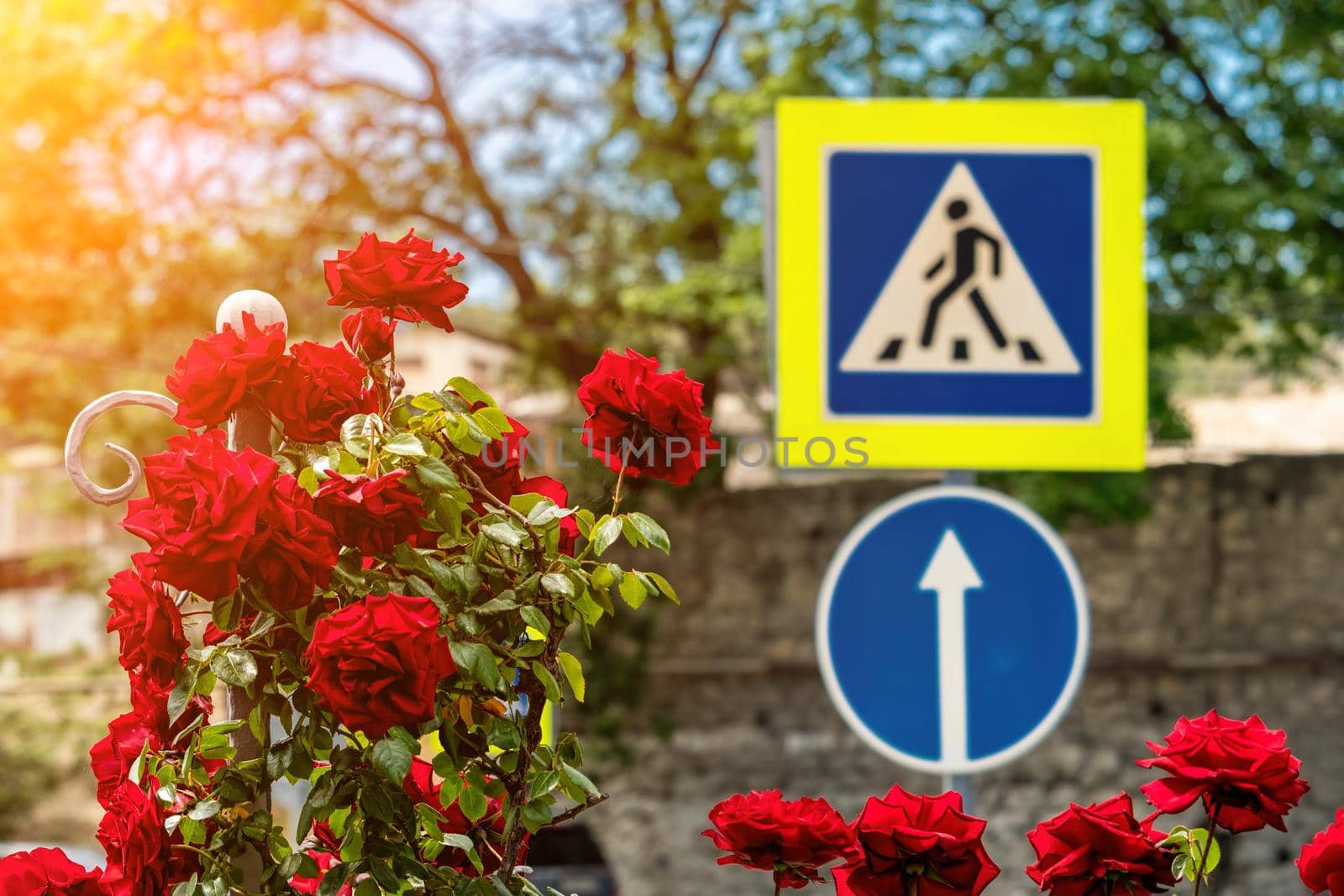 Red rose bush and road signs on the background.