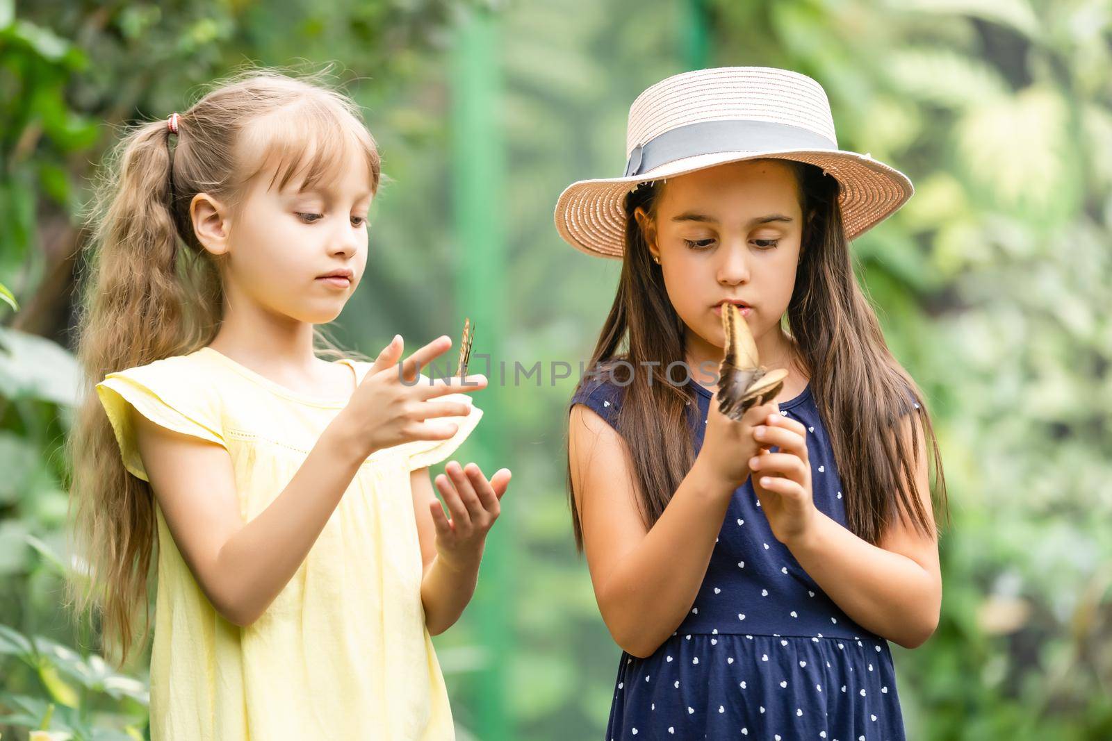 Two little sisters holding a butterfly in their hands. Children exploring nature. Family leisure with kids at summer.