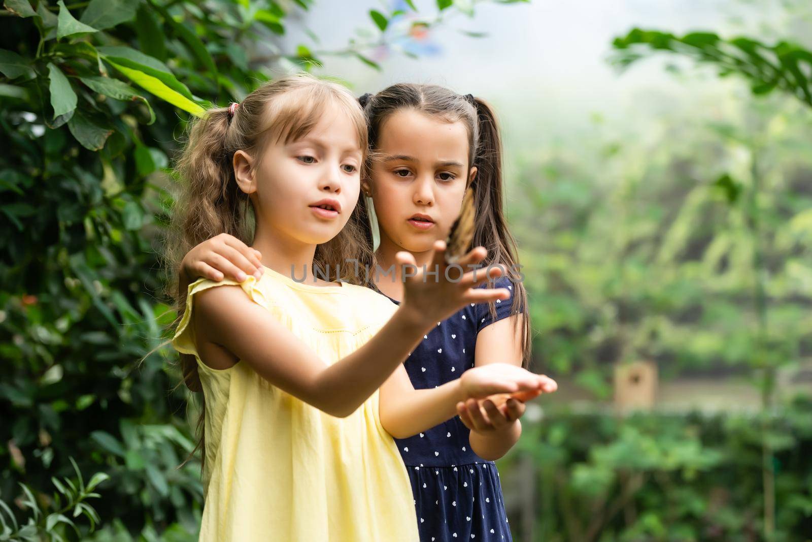 Two little sisters holding a butterfly in their hands. Children exploring nature. Family leisure with kids at summer.