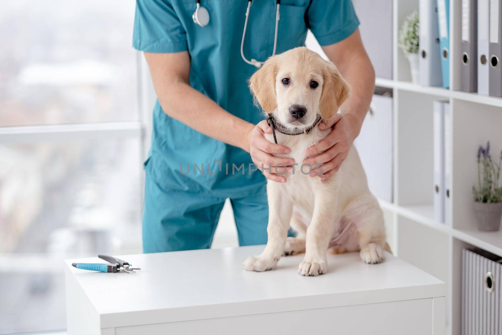 Cute puppy in veterinary hospital by tan4ikk1