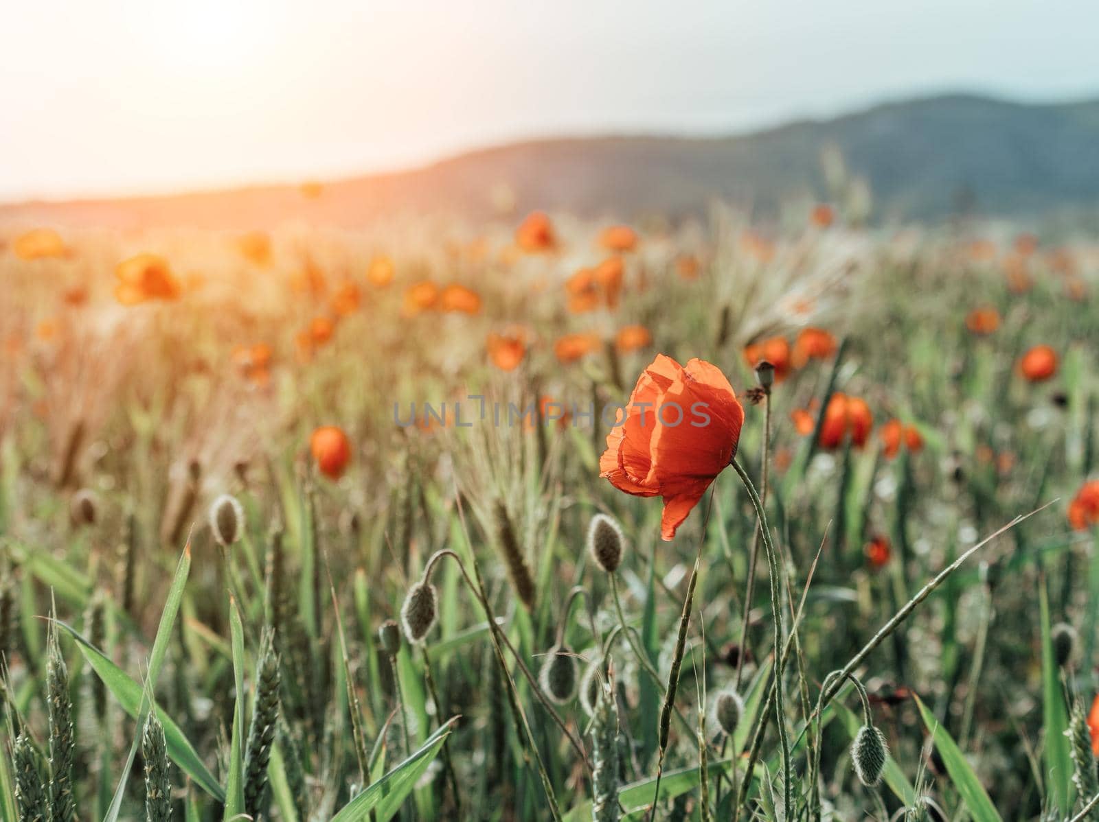 field with green grass and red poppies against the sunset sky. Beautiful field red poppies with selective focus. Red poppies in soft light. Opium poppy. Glade of red poppies. Soft focus blur.