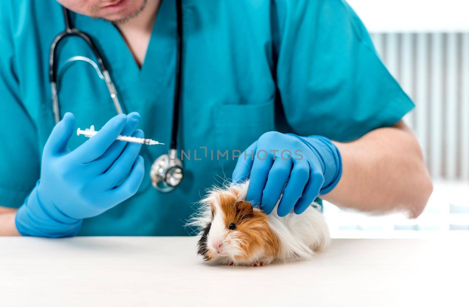 Veterinarian doctor holding a syringe for treating guinea pig by tan4ikk1