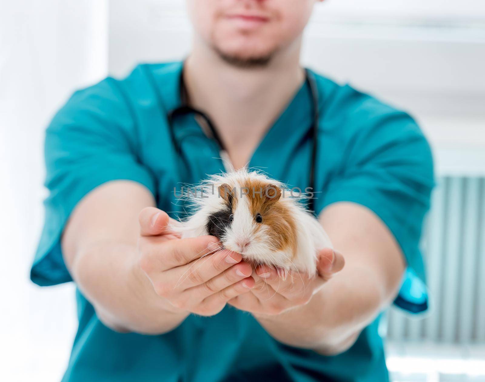 Cropped shot of a veterinary doctor in blue uniform and stethoscope holding guinea pig on hands. Animal healthcare concept