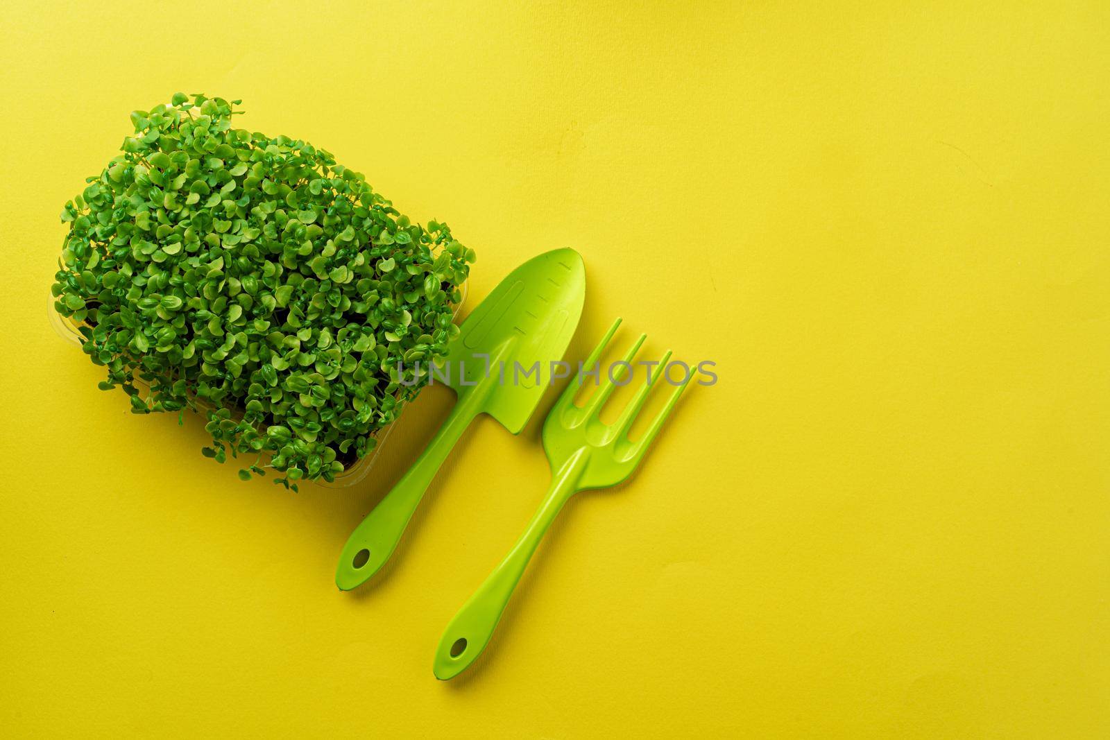 Micro green growing sprouts on yellow background, top view, copy space