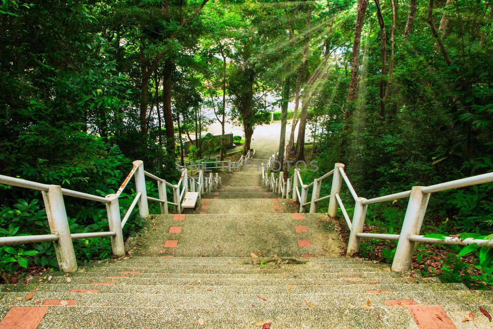 Scenic nature trails, woodland