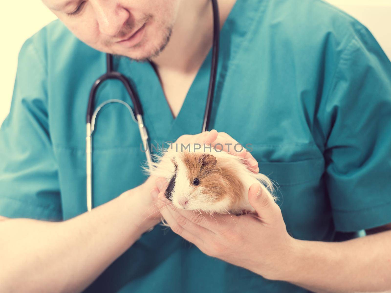Veterinary doctor holding guinea pig on hands by tan4ikk1