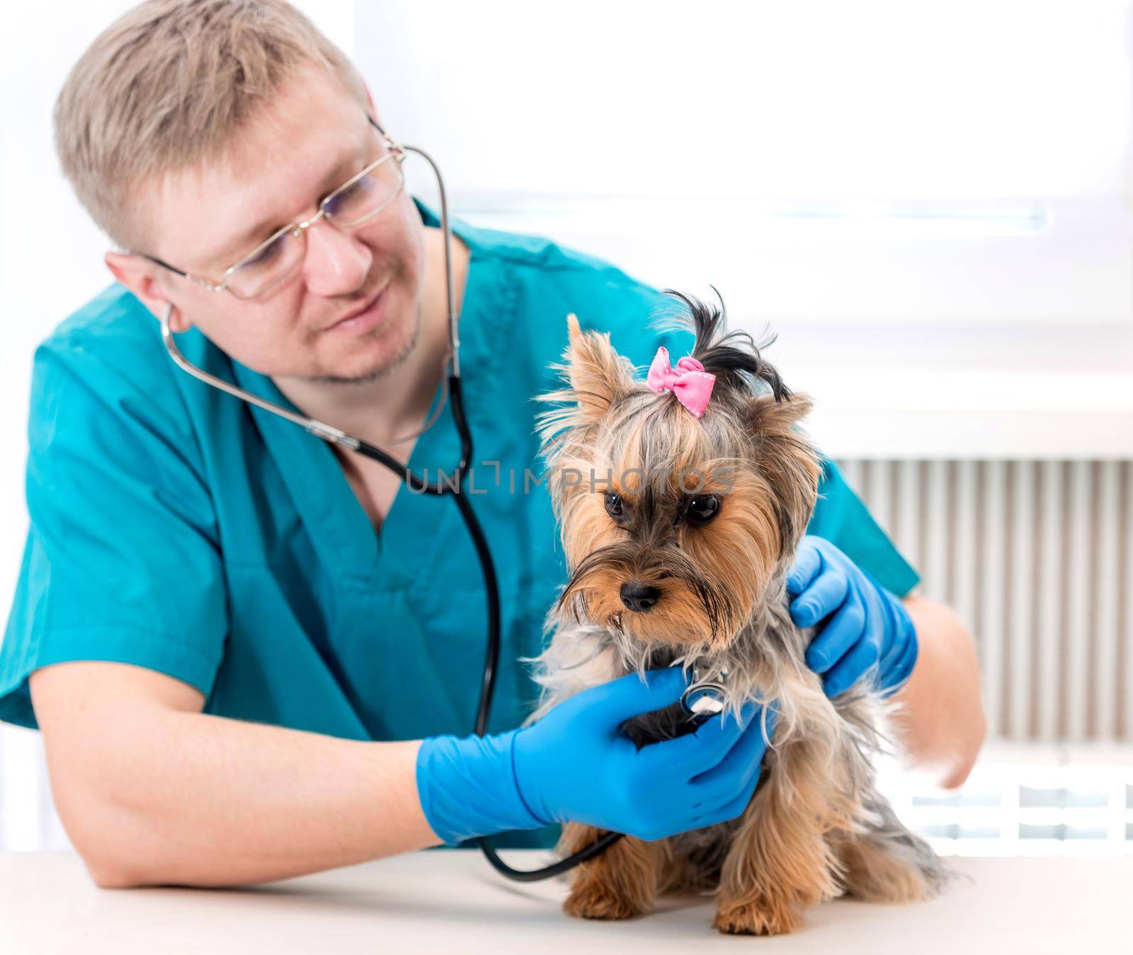 Veterinarian examining Yorkshire Terrier dog with stethoscope by tan4ikk1