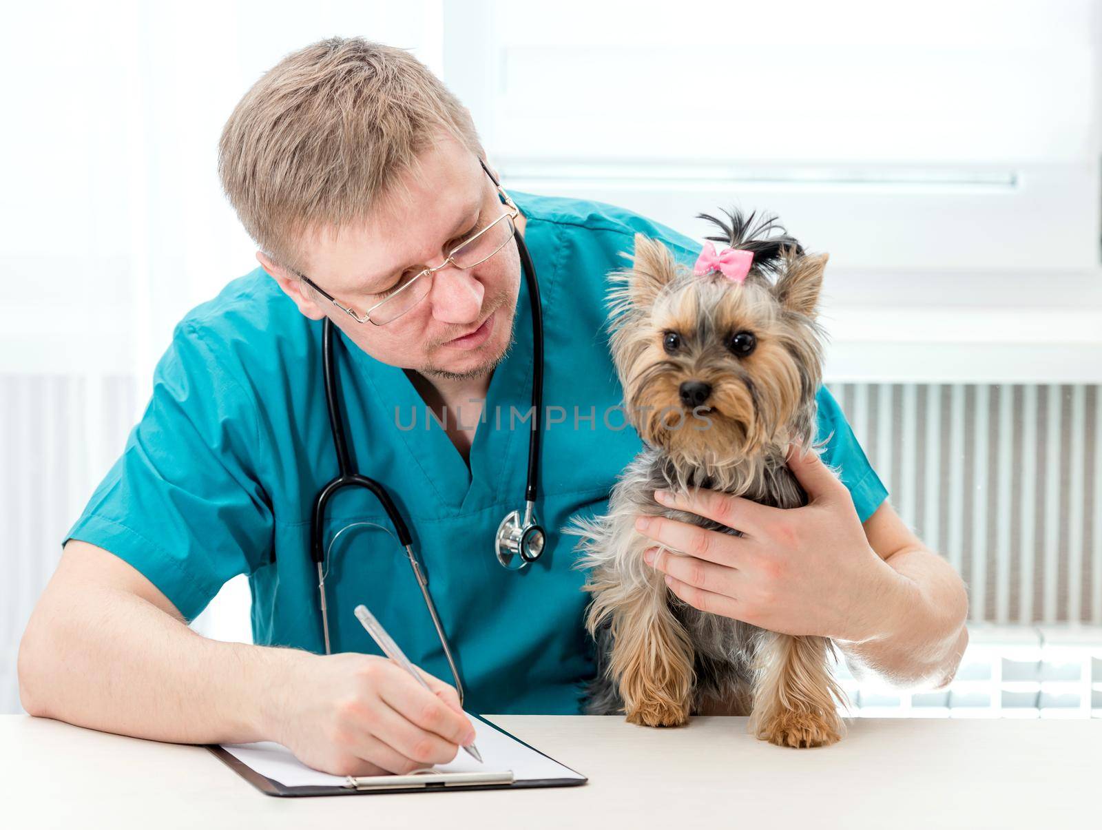 Veterinarian doctor holding Yorkshire Terrier dog on hands at vet clinic. Pet care concept