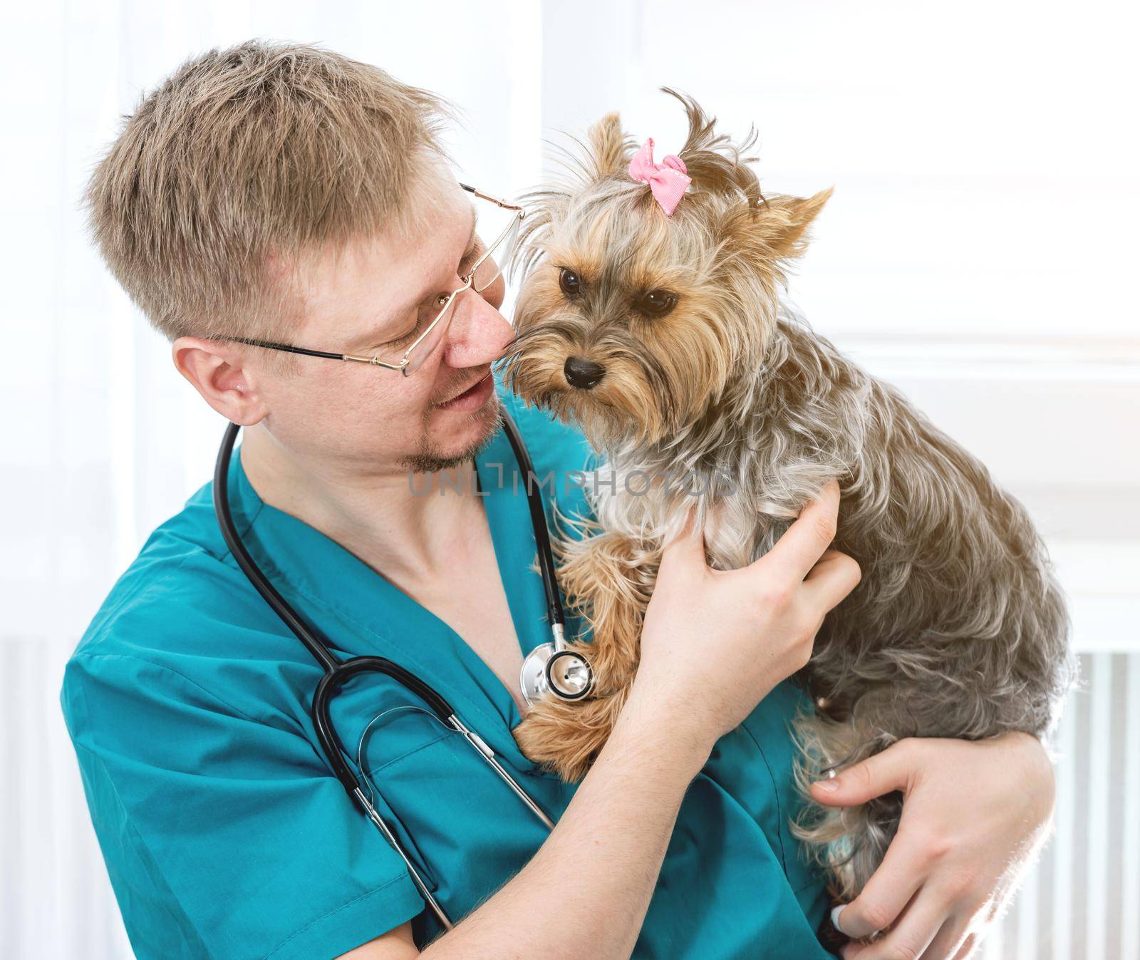 Veterinarian doctor holding Yorkshire Terrier dog on hands at vet clinic. Pet care concept