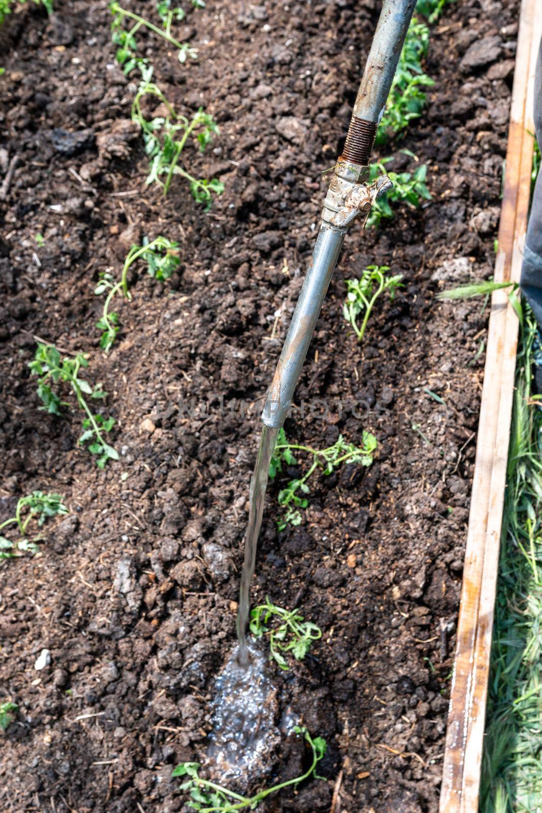 Green Seedlings Pepper Plants Growth in summer in garden on garden bed closeup. Cultivation of vegetables, agriculture. Gardening in the summer house in the spring and summer season.