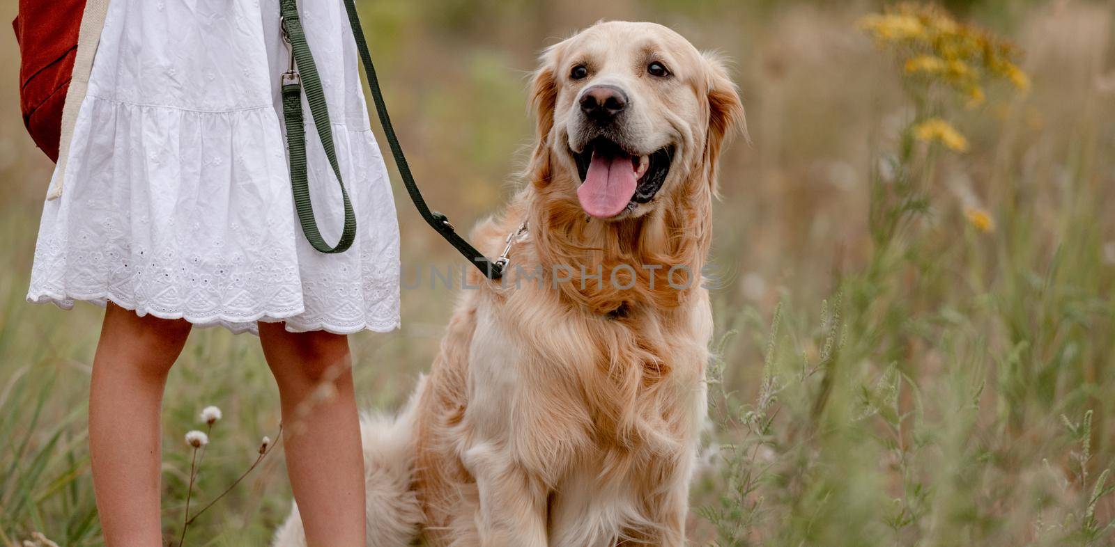 Little girl with golden retriever dog in the field. Cute child kid holding doggy pet on leash on meadow