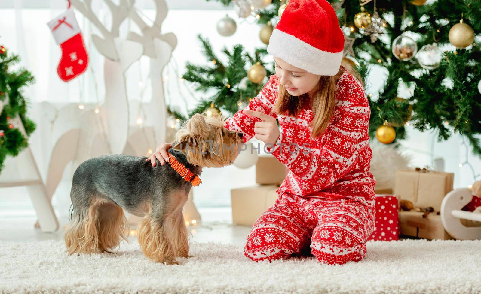 Child girl sitting with dog near Christmas tree. Kid wearing Santa hat celebrating New Year with doggy pet terrier