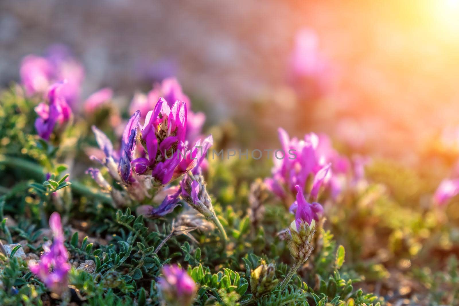 Close up spring or summer background with wild meadow grass and clover flowers in the sunset. Motley grass in sun rays at golden hour. Soft selective focus Beauty tranquil scene. Vibrant nature.