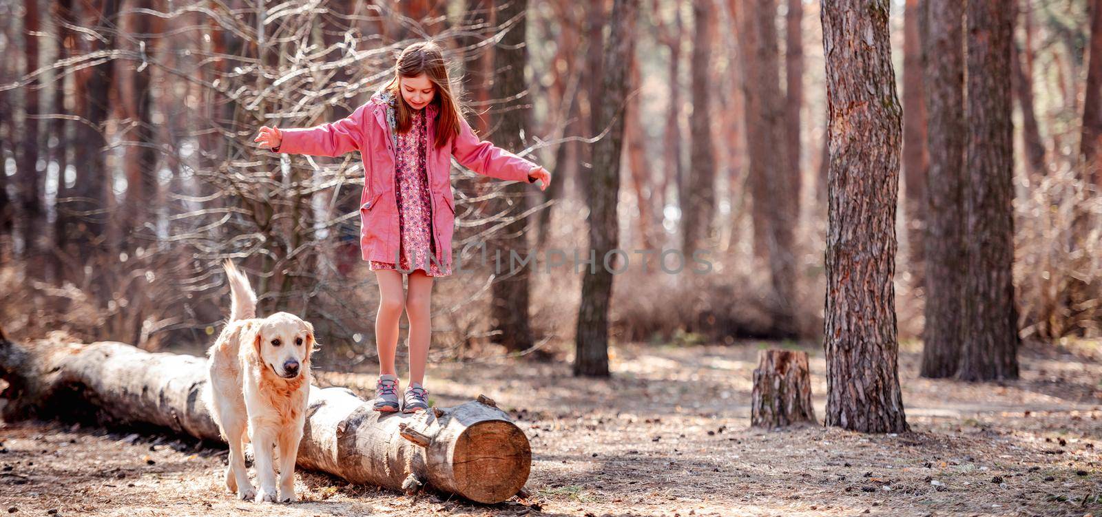 Little preteen girl walks on a dry log with cute golden retriever dog in the spring wood