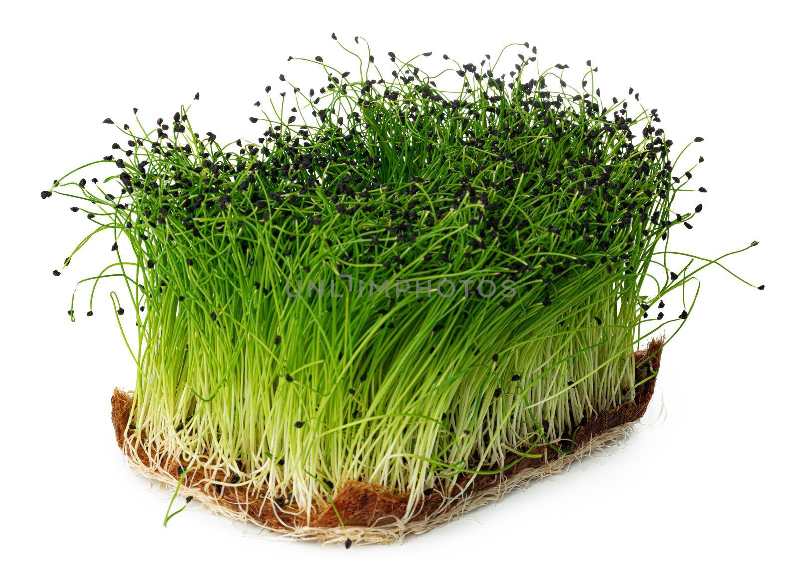 Growing micro green of onion in a tray isolated on white background