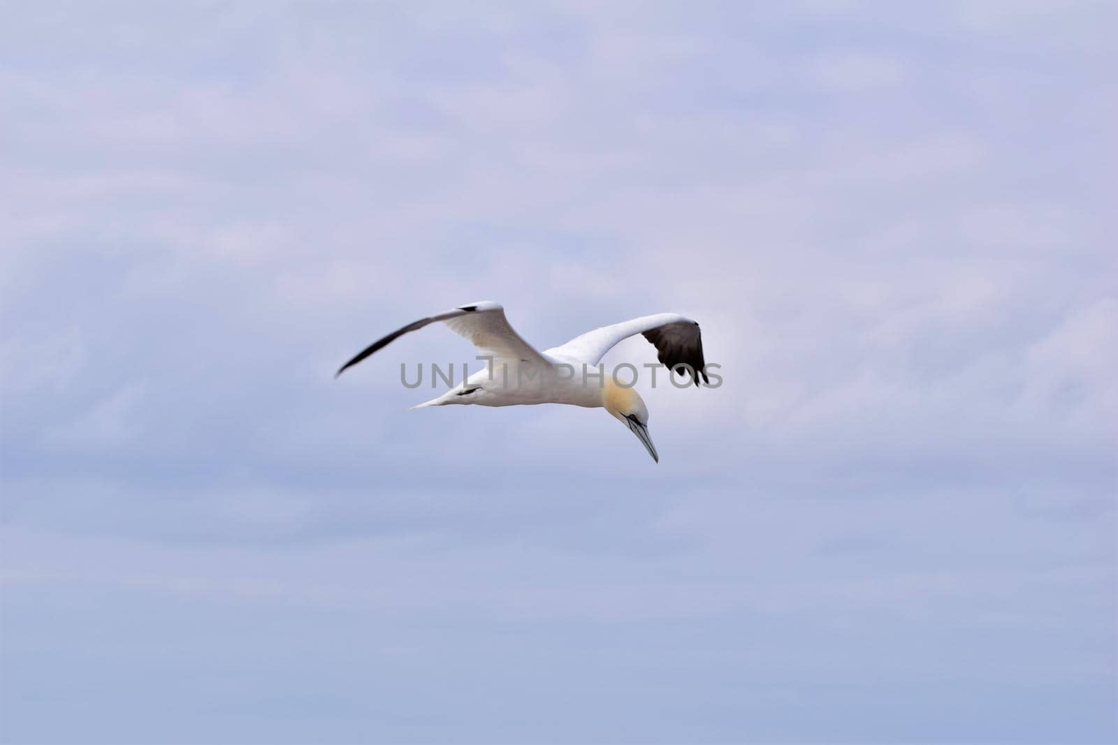 Northern gannet ,morus bassanus, in flight in the sky