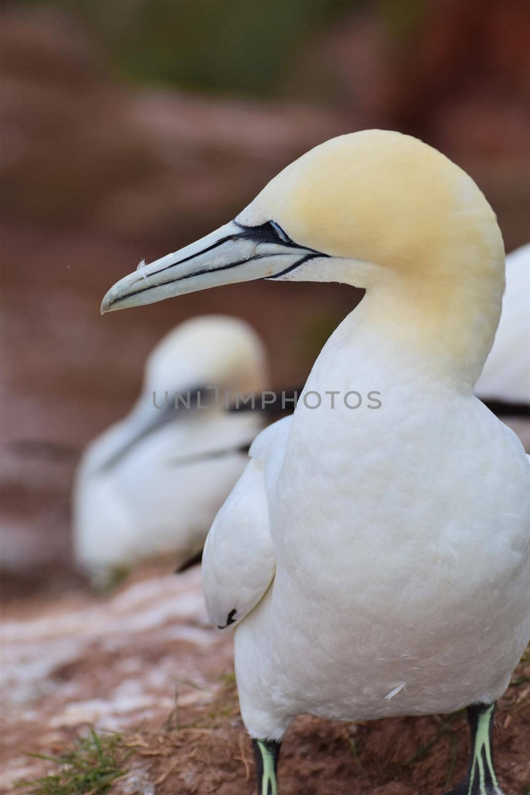 Northern gannet ,morus bassanus, breeding on a red rock