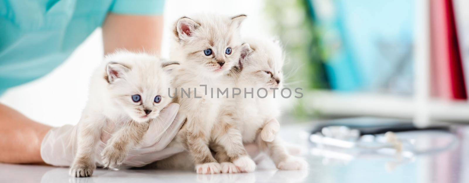 Ragdoll kittens at veterinerian clinic by tan4ikk1