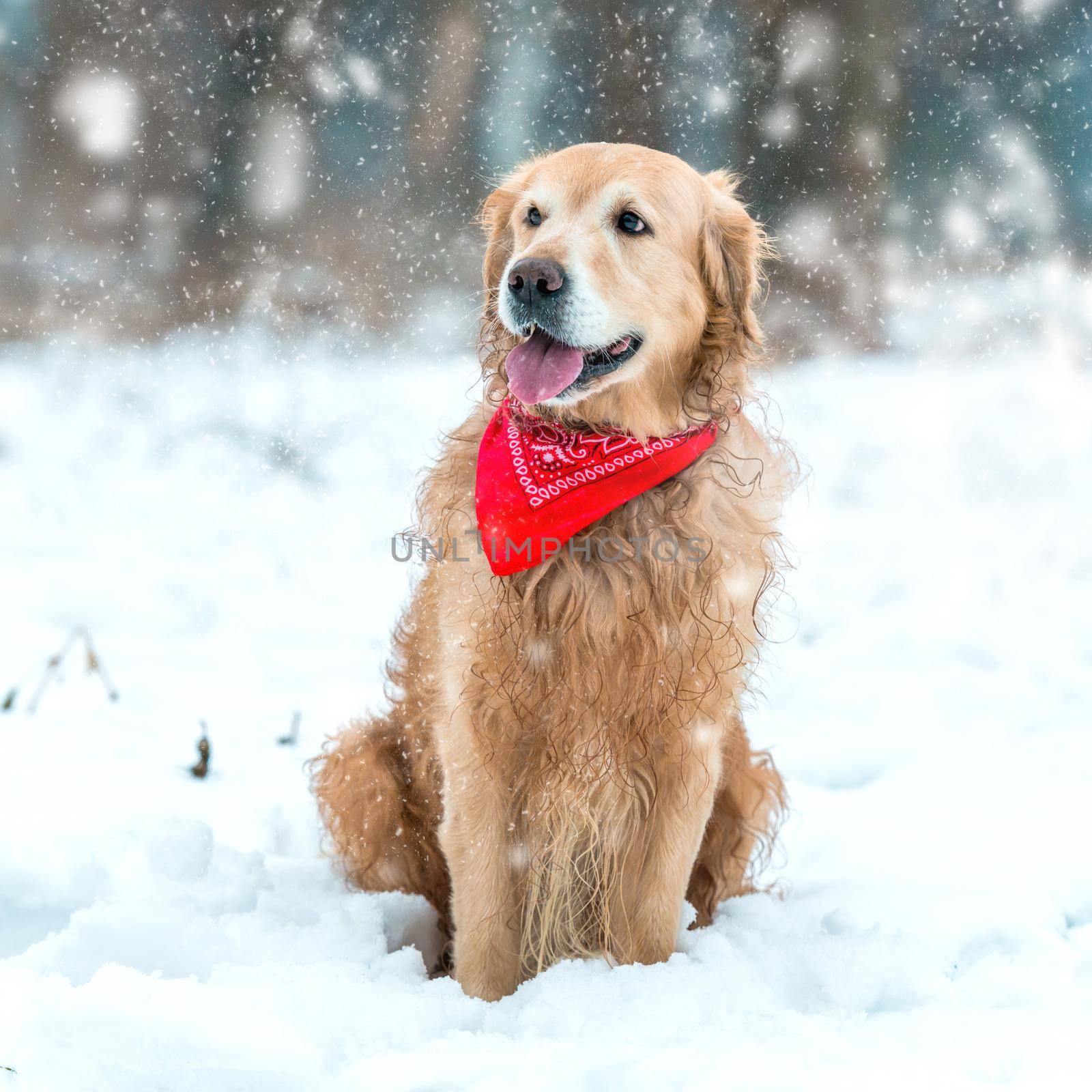 Young golden retriever sitting at the snow in winter park