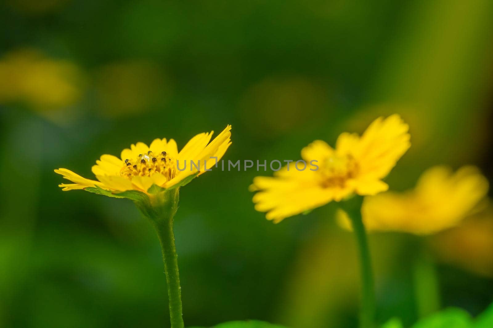 Yellow flower macro background