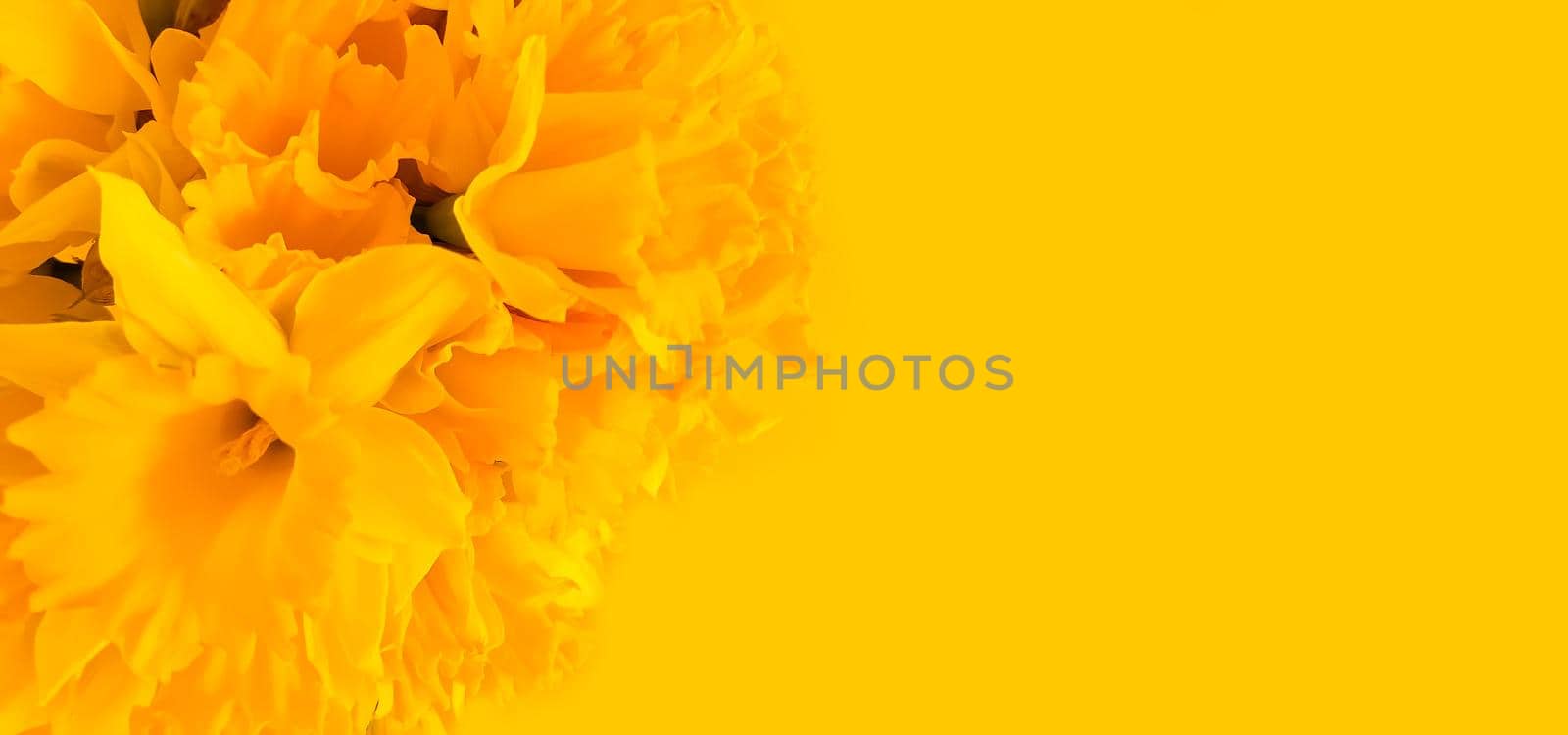 Beautiful bouquet of spring yellow narcisus flowers or daffodils close up by nightlyviolet