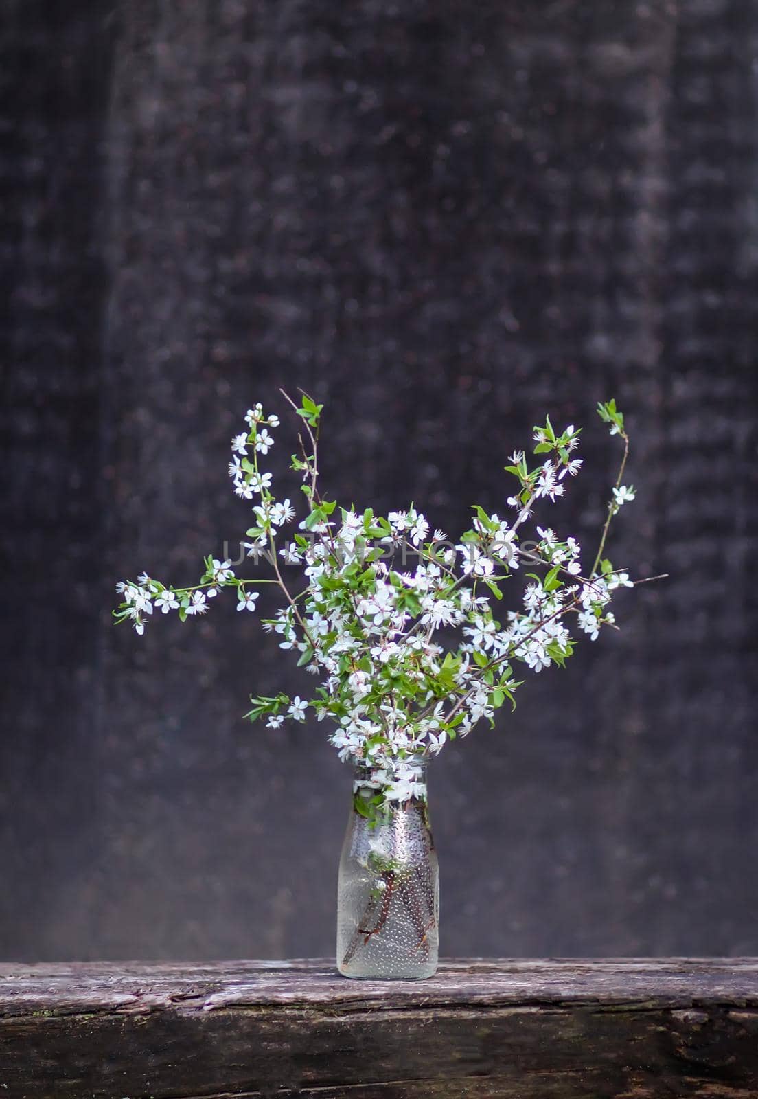 Spring cherry bouquet in a glass vase outdoors. by nightlyviolet