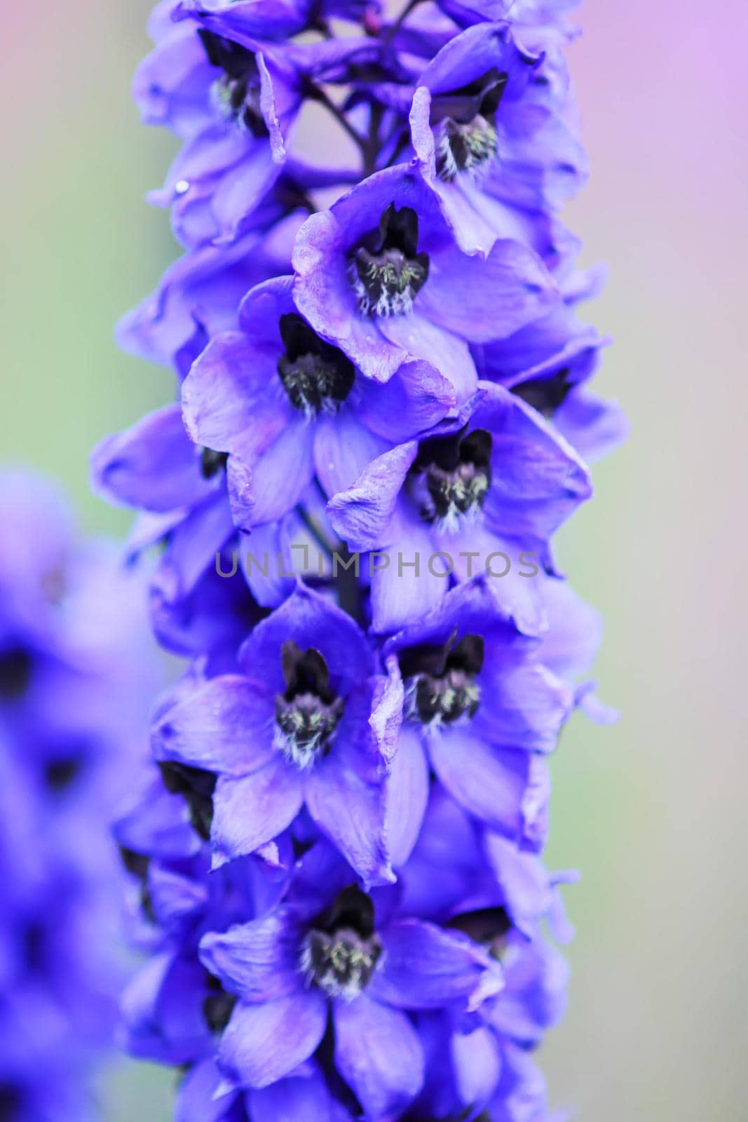 Blue delphinium beautiful flowers in summer garden. Blooming plants in the countryside.