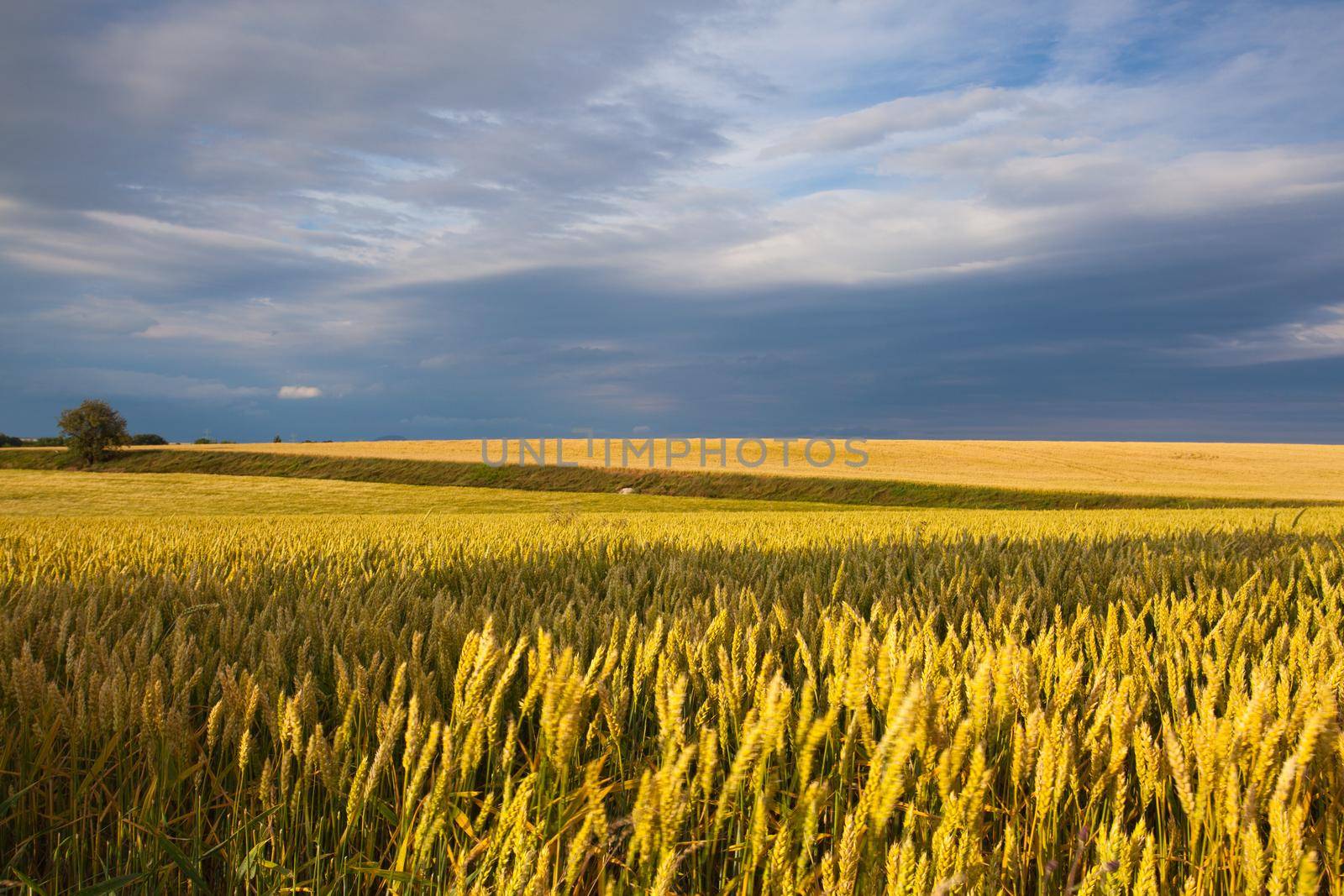 Summer evening landscape with wheat field in Central Bohemian Uplands, Czech Republic.