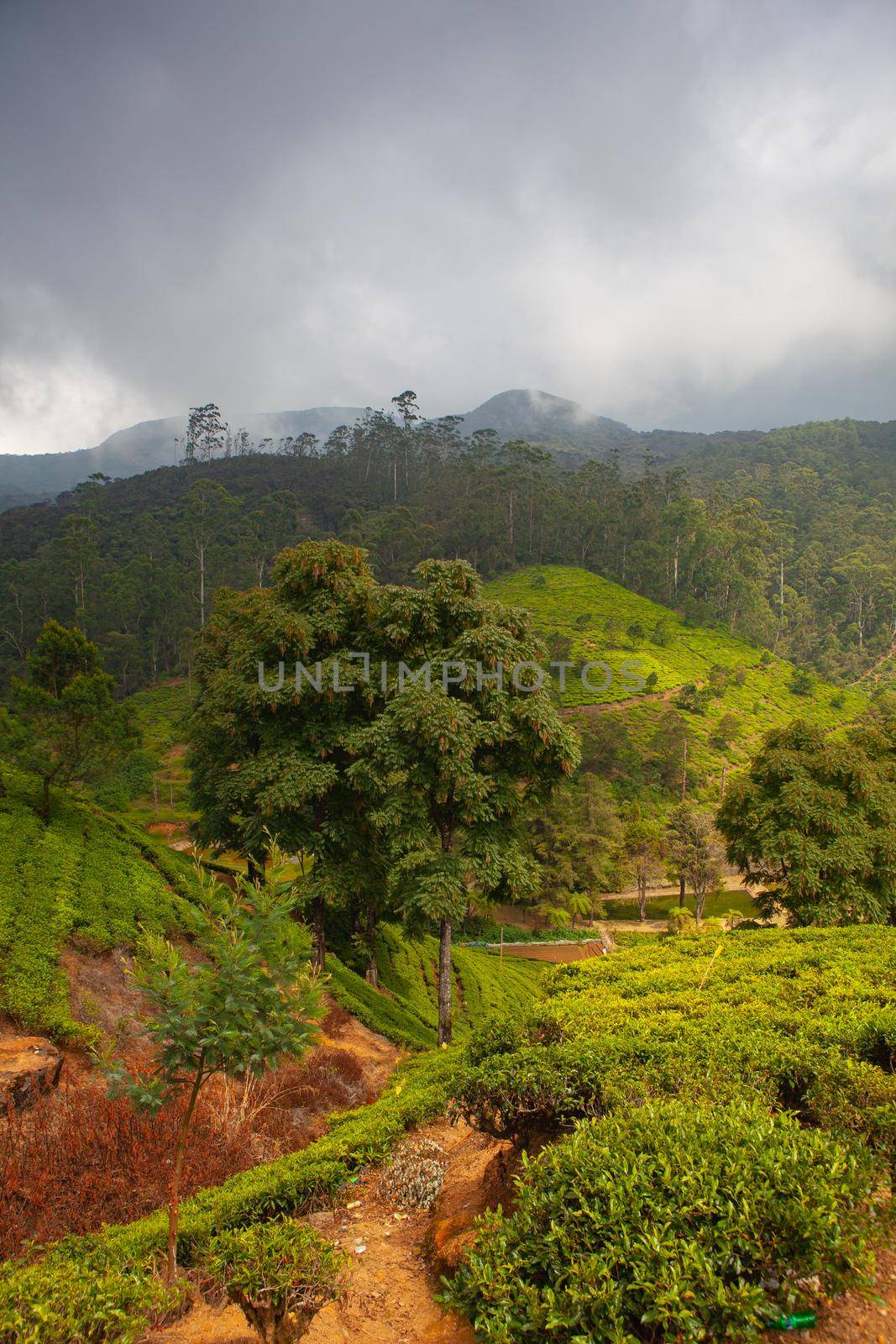 Nuwara Eliya tea plantation in Sri Lanka. Nuwara Eliya is the most important place for tea plantation and production in Sri Lanka.