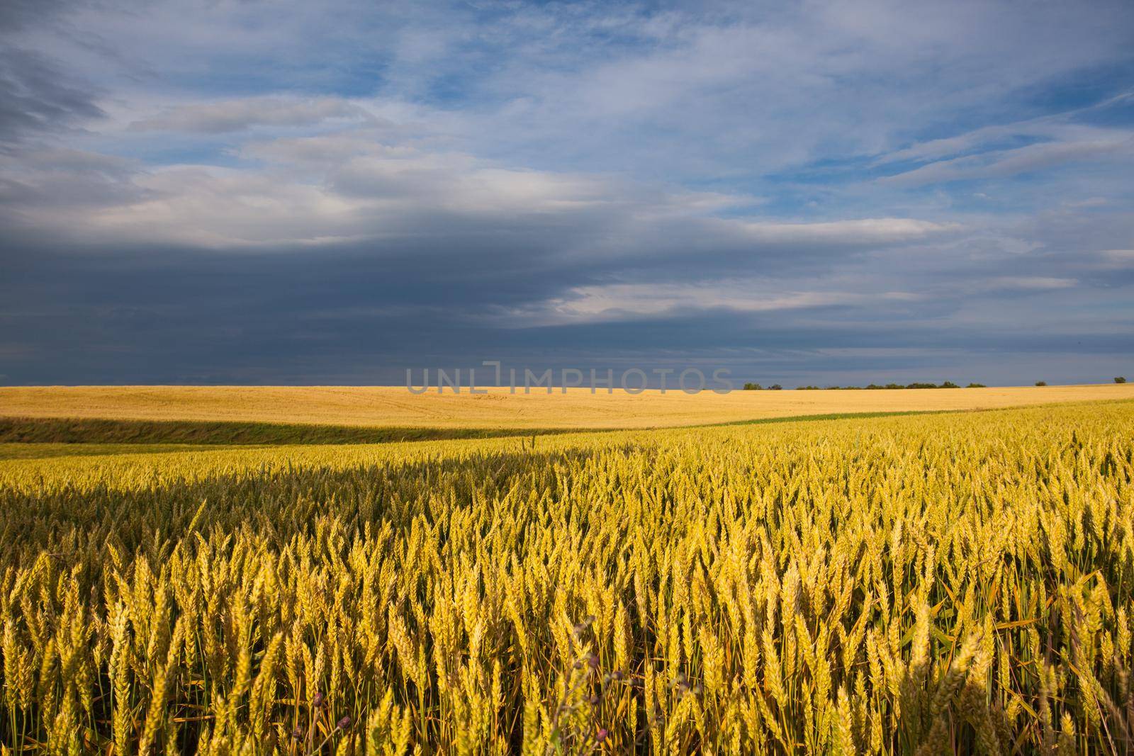 Summer evening landscape with wheat field in Central Bohemian Uplands, Czech Republic.