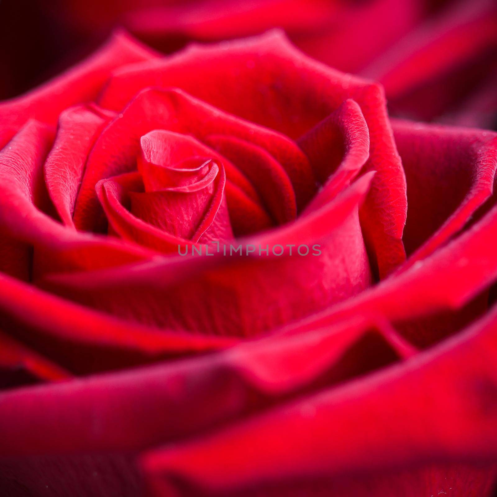 Beautiful red rose. Perfect background for a greeting card by Olayola