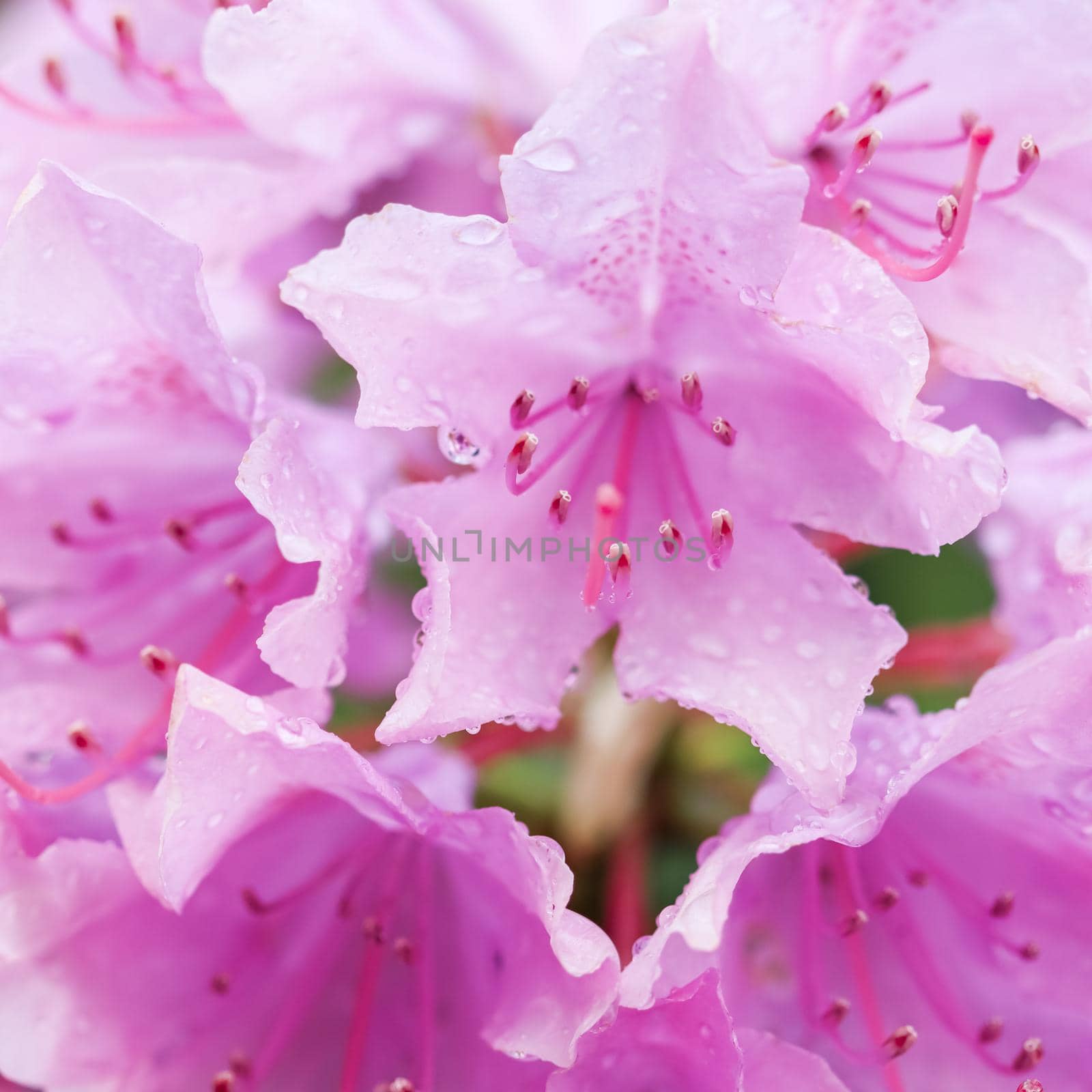 Blooming pink rhododendron flower in spring. Gardening concept. Flower background by Olayola
