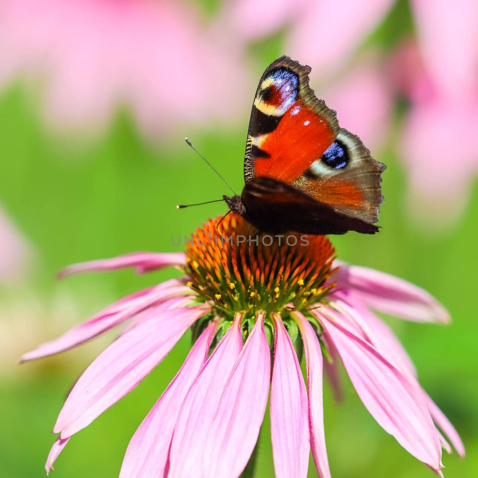 Beautiful colored European Peacock butterfly, Inachis io, Aglais io, on purple flower Echinacea in a sunny summer garden.