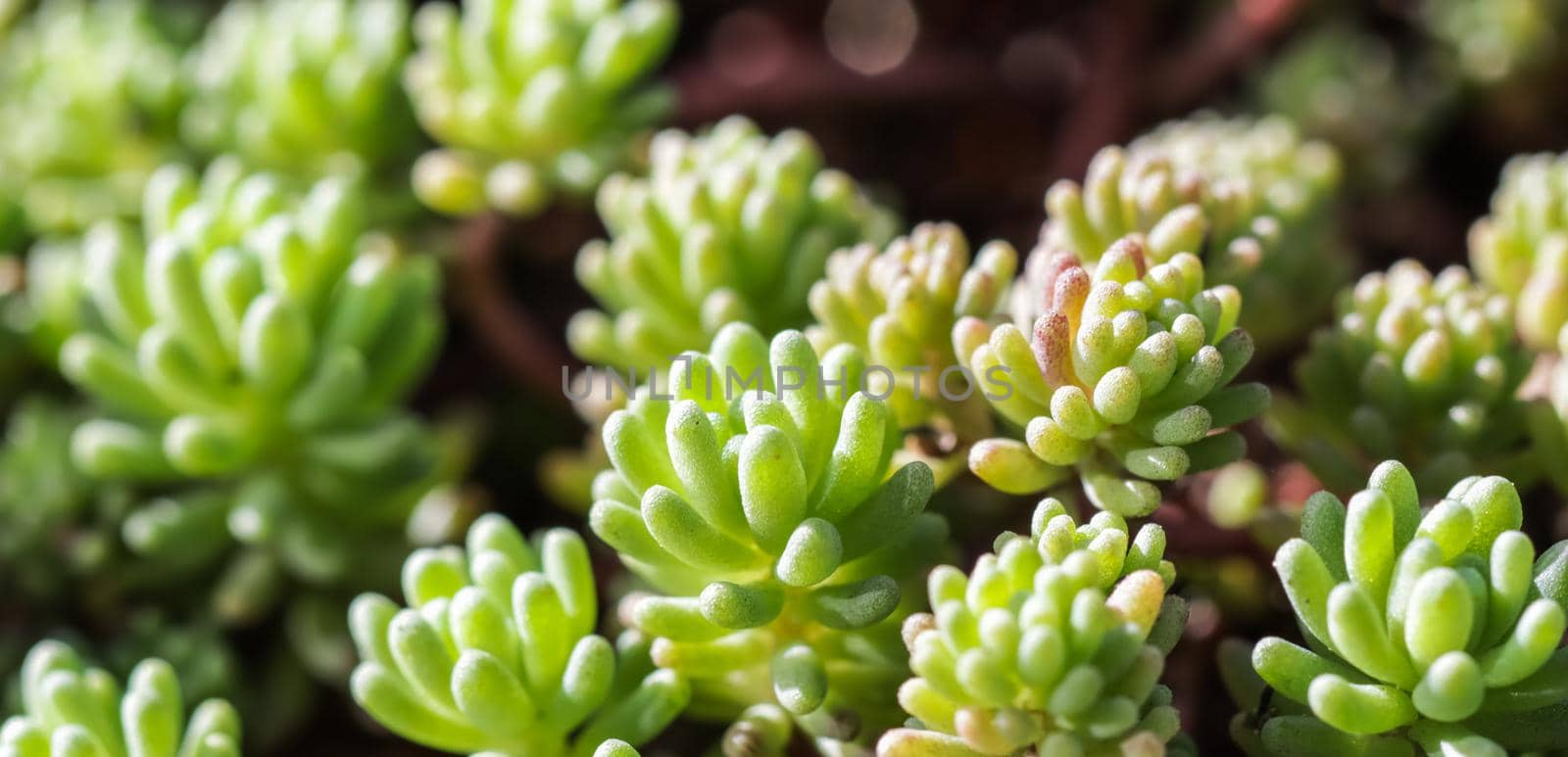 Green background with small sedum succulents in the garden. Nature backdrop, botanical concept