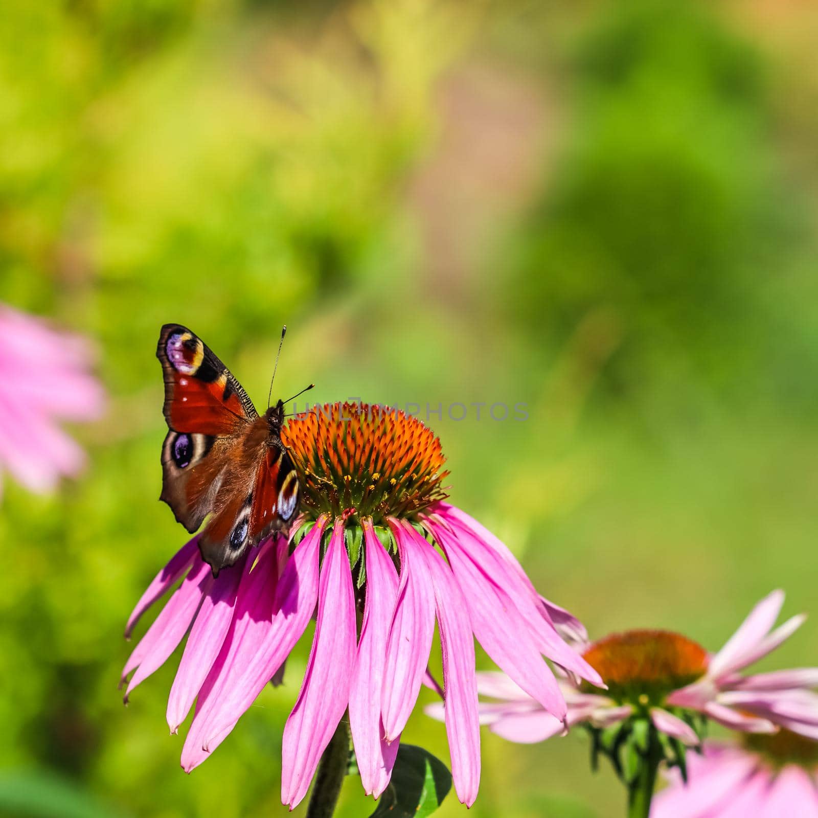 Beautiful colored European Peacock butterfly, Inachis io, Aglais io, on purple flower Echinacea in a sunny summer garden.