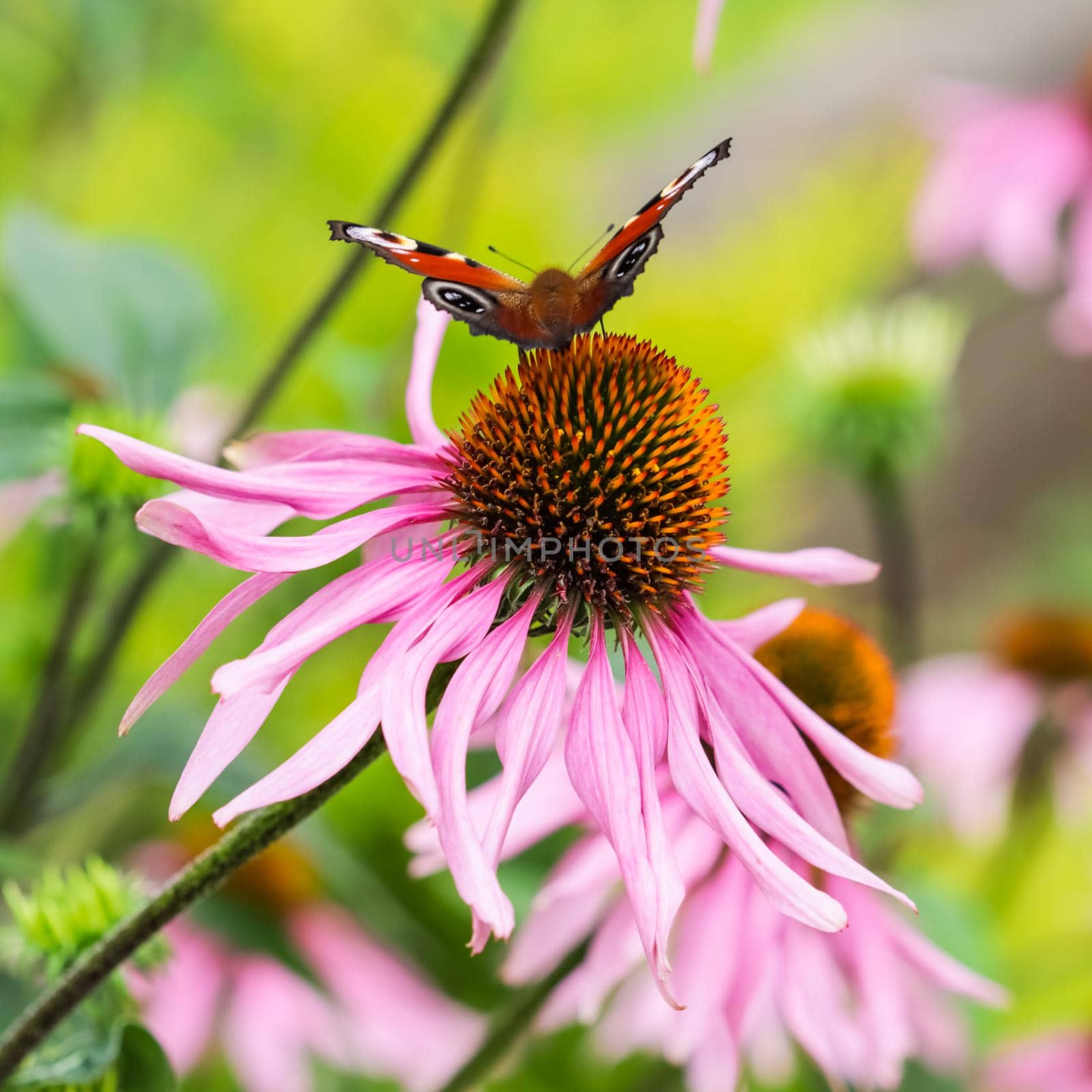 Beautiful colored European Peacock butterfly (Inachis io, Aglais io) on purple flower Echinacea in a sunny summer garden.